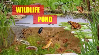 Making a Wildlife Pond UK (Small Wildlife Pond) How to make a wildlife pond in a pot | Nature Break