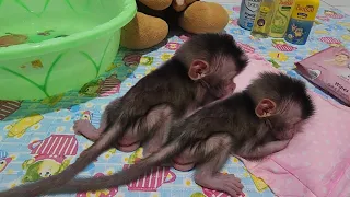 Newborn Baby Monkey Boy Refresh & Sleep again 👶☺️