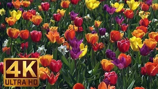 4K Flower Relax Video with Bird Signing from Skagit Valley Tulip Festival, Episode 6 - 2 HRS