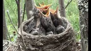 Fieldfare (Turdus pilaris) nest - part 1