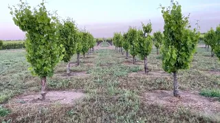 Early morning in the vineyards