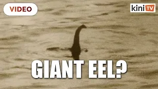 Loch Ness monster might just be a giant eel