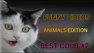 Best Animals Coub #2-СМЕШНЫЕ КУБЫ ЖИВОТНЫЕ #2-Funny Animals Videos Compilation 2022