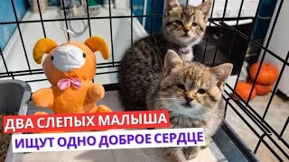 Слепые маленькие котята ищут родной дом. Кошки Задонского монастыря.