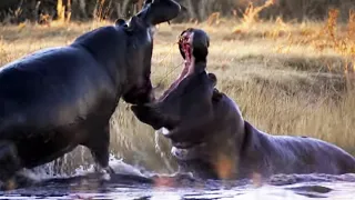 Angry Hippos Fight for Mate | Nature's Great Events | BBC Earth