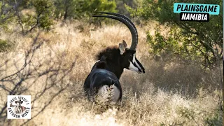 Three Hunters Pursue Plainsgame in Stunning Namibia