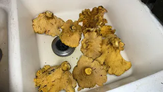 How to Clean Chanterelles (Massive Cantharellus californicus)