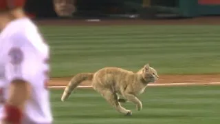 Angels-Cardinals game briefly delayed by kitty