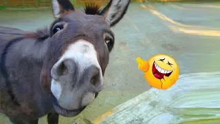 Funniest 😂 Donkey 🐴 Video Compilation Ever! ｜2019