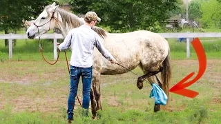 Please Do This With Your Horses! How I Desensitize A Horse To A Plastic Bag (3 Steps)