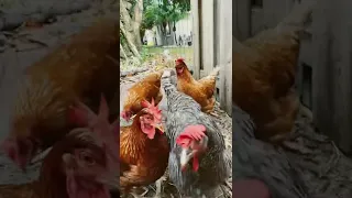 Back Yard Chickens in the Florida Food Forest