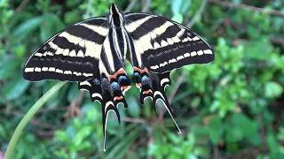 Three-tailed Swallowtail (Papilio pilumnus)