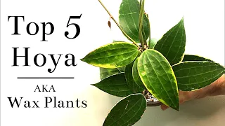 Top 5 Hoya (Wax Plants)