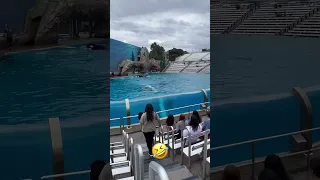 Killer whale strikes again with his tail!🤣#splash#viral#orca#funny#shorts#seaworld#sandiego