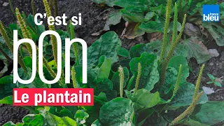 Le plantain, une plante médicinale à connaître et facile à trouver - C'est si bon