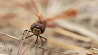 Alkaline Lakes Wildlife