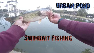 Swimbait Fishing a Local Urban Pond