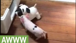 Piglet plays with her "bulldog" friend