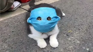 ПРИКОЛЫ С ЖИВОТНЫМИ 😺🐶 СМЕШНЫЕ ЖИВОТНЫЕ , funny animals . ПРИКОЛЫ С КОТАМИ 2021 / Я РЖАЛ ПОЛ ЧАСА 😁