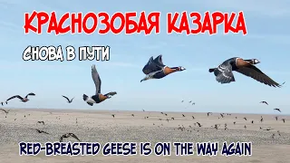 Краснозобая казарка снова в пути // Red-breasted geese is on the way again