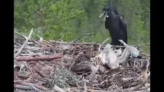 WARNING graphic attack on Satakunta Osprey Nest 1: raven kills a chick, fox kills Alma 25 Jun 2021