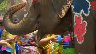 Watch: Water fight with colourful elephants marks Thai New Year