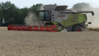 (Sound Pur/Cabview) Weizen dreschen auf Rügen mit Claas Lexion 770 Terra Trac und Vario 1200