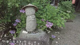 小国鶏が迎えてくれる紫陽花寺/癒しのタイム#35