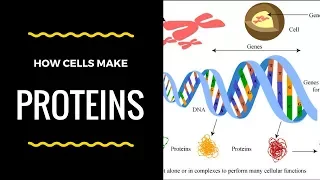 How Do Cells Make Proteins