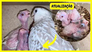 Atualização - Calopsita Fêmea Tratando dos Filhotes no Ninho | Gutejando