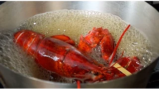 How to Steam a Lobster