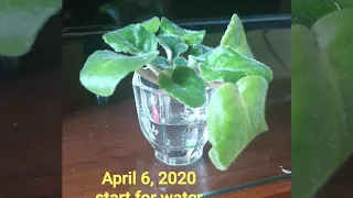 African Violets in water with guppy fries.