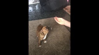 Myles boxer puppy  listening to commands