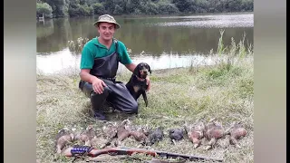 Український карпатський гончак- полювання на качку, куріпку та фазана!
