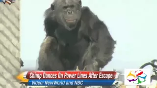 Hot Clicks: Escaped chimpanzee swings from power lines in Japan