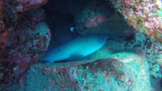 White Tip Reef Shark Mating Ritual