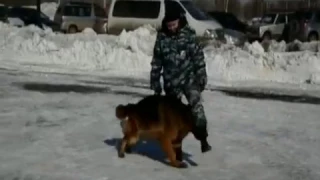 Вести-Хабаровск. Соревнования кинологов