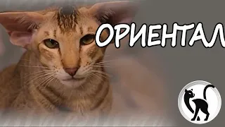 Ориентальная кошка. Содержание, уход, характер