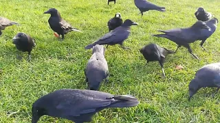 beautiful young crows : when they are hungry kindness has to wait..