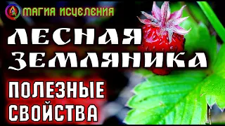 Лесная земляника полезные свойства | Листья и ягоды земляники целебные свойства