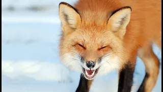 Foxes: Amazing Facts About Smart And Cunning Predators Fox