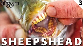 Catch & Cook: Sheephead, Redfish & Gulf Shrimp (Kayak Fishing) | Field Trips Mississippi