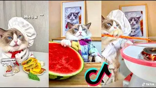 Cats Make Food 2022 ♥ That Little Puff Tiktok Compilation #5