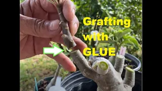 How to Graft Adenium Desert Rose - Glue Technique