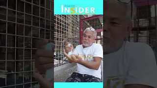 HINDI LAHAT NG MAGANDANG BREEDER, MAGANDANG IBON