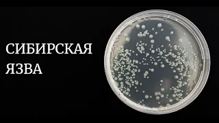 Сибирская Язва (Bacillus anthracis) - Морфология, Патогенез, Иммунитет, Диагностика, Лечение