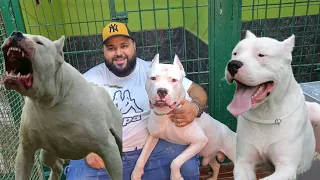 عشاق كلاب الحراسة دوجو أرجنتينو dogo argentino ملك سلالة عبدالرحيم رامبو