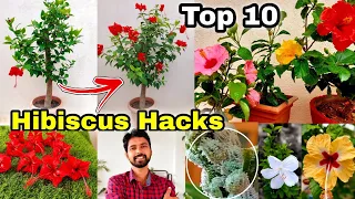 10 Gardening Hacks for Hibiscus plant | Mealybugs treatment | Hibiscus Grafting