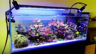 A Bonsai Coral Reef Tank in Australia