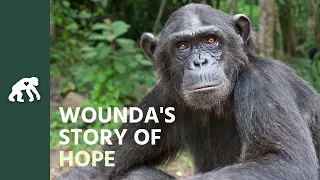Get to Know Wounda's Tchimpounga Sanctuary Story of Hope